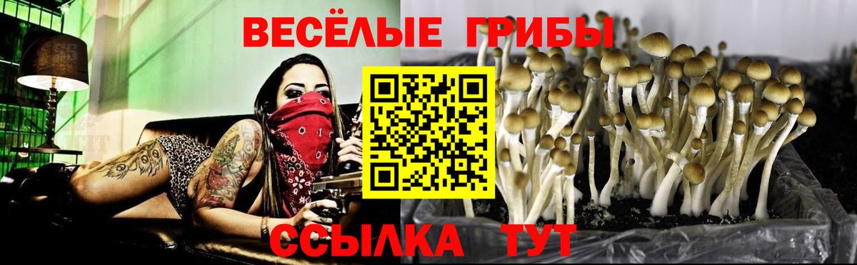 Новосибирск  Галлюциногенные грибы MAGIC MUSHROOMS  Вход с VPN 